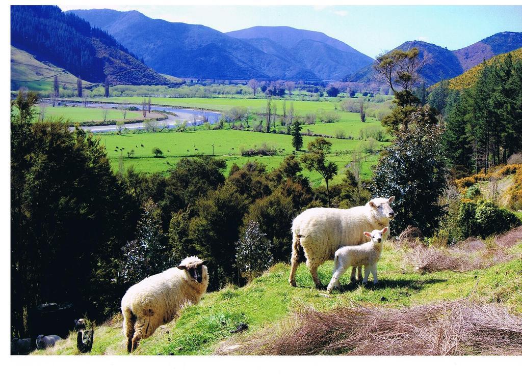 Pelorus Heights Lägenhet Havelock Exteriör bild